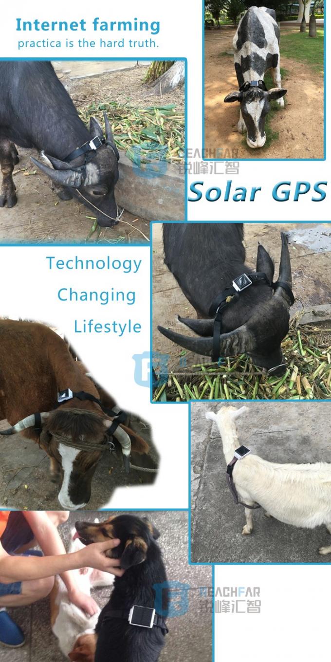 Perseguidor posto solar dos gps vaca longa do waterfproof do tempo à espera da mini com lugar do wifi e wi